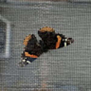 Meet your Posher, Lulu